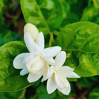 Jasmine Plants Live, Set 3 of Sambac Arabian Jasmine Live Plants, 5 Inch...