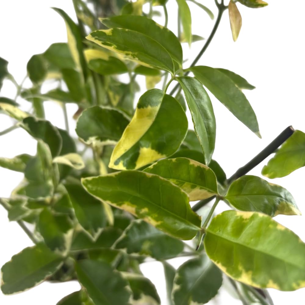 Pianta di Pandorea Jasminoides Bignonia Variegata Rampicante Sempreverde h 150 cm Fiore Rosa Vaso 18 cm per Esterni