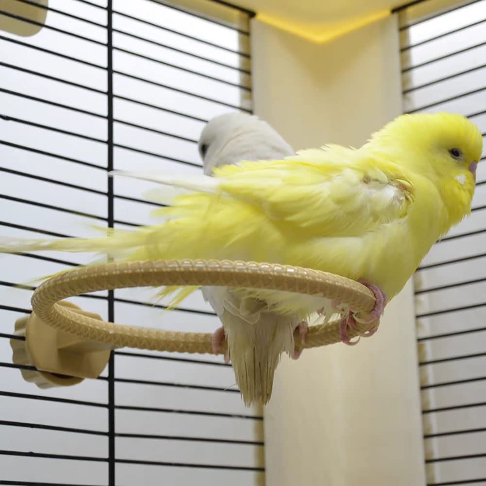 Vogeltränke für Käfig, 11,9 cm, multifunktional, Universal-Stil, kleine Wanne, zum Aufhängen im Käfig, Vogeltränke, für Papageien, Sittiche, Nymphensittiche, Kanarienvögel, Wellensittiche (grün)