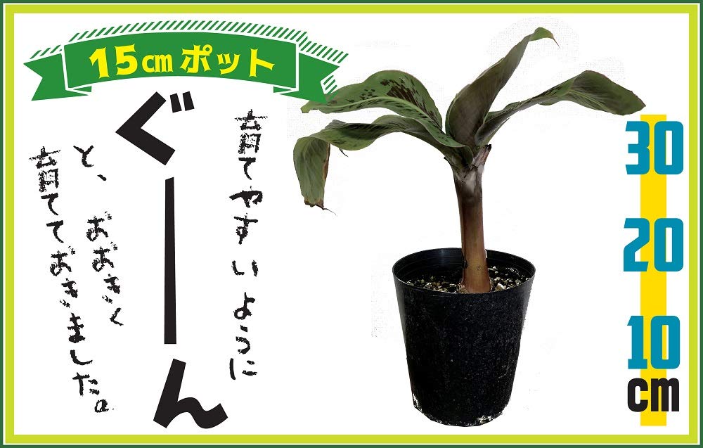 Amazon.co.jp: 三尺バナナ 苗 15cmポット 大苗 草丈低くても結実