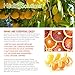 Healing Solutions 60ml Oils - Grapefruit Essential Oil - 2 Fluid Ounces