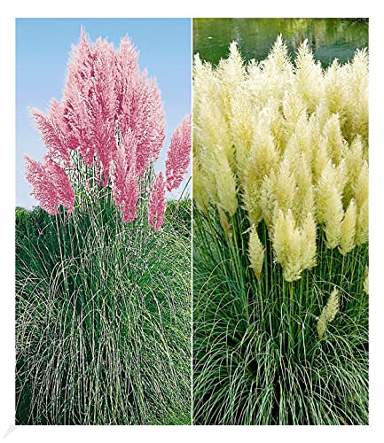 BALDUR Garten Pampasgras Sortiment, 2 Pflanzen Cortaderia selloana Set bestehend aus je 1 Pflanze, rosa und 1 Pflanze, weiß blühend Ziergräser, Stauden - Kollektion, winterharte Stauden, mehrjährig