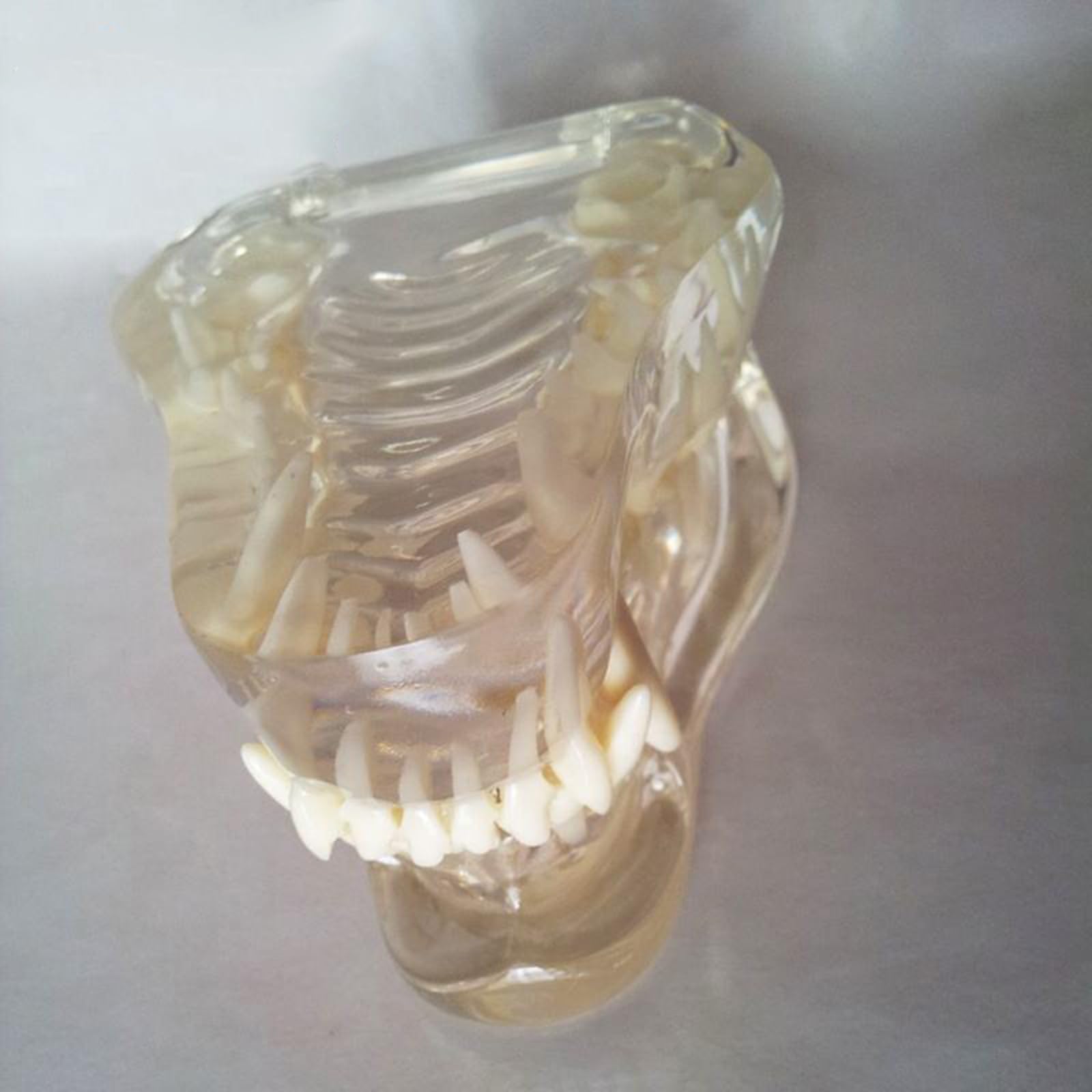 Modelo De Dientes Tipodontos De Perro, Cráneo, Boca Transparente, Clínica Veterinaria, Mandíbula Anatómica para Demostración De Anatomía Médica.,Transparent-8cm