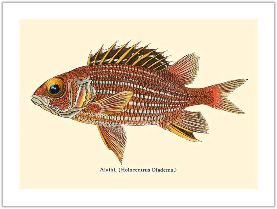 Alaihi (Holocentrus Diadema) - Hawaiian Squirrel Fish - from Fishes of Hawaii - Vintage Hawaiian Color Postcard c.1905 - Bamboo Fine Art 290gsm Paper (Unframed) 12x16in