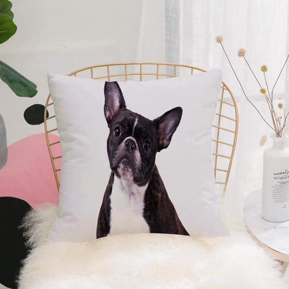 HYOSXW Cushion Cover,Throw Pillow Case Home Decorative for Living Room Bedroom Sofa Chair 16X16 Inch,Adorable french bulldog sitting down on white background.,Pillowcase 40X40cm