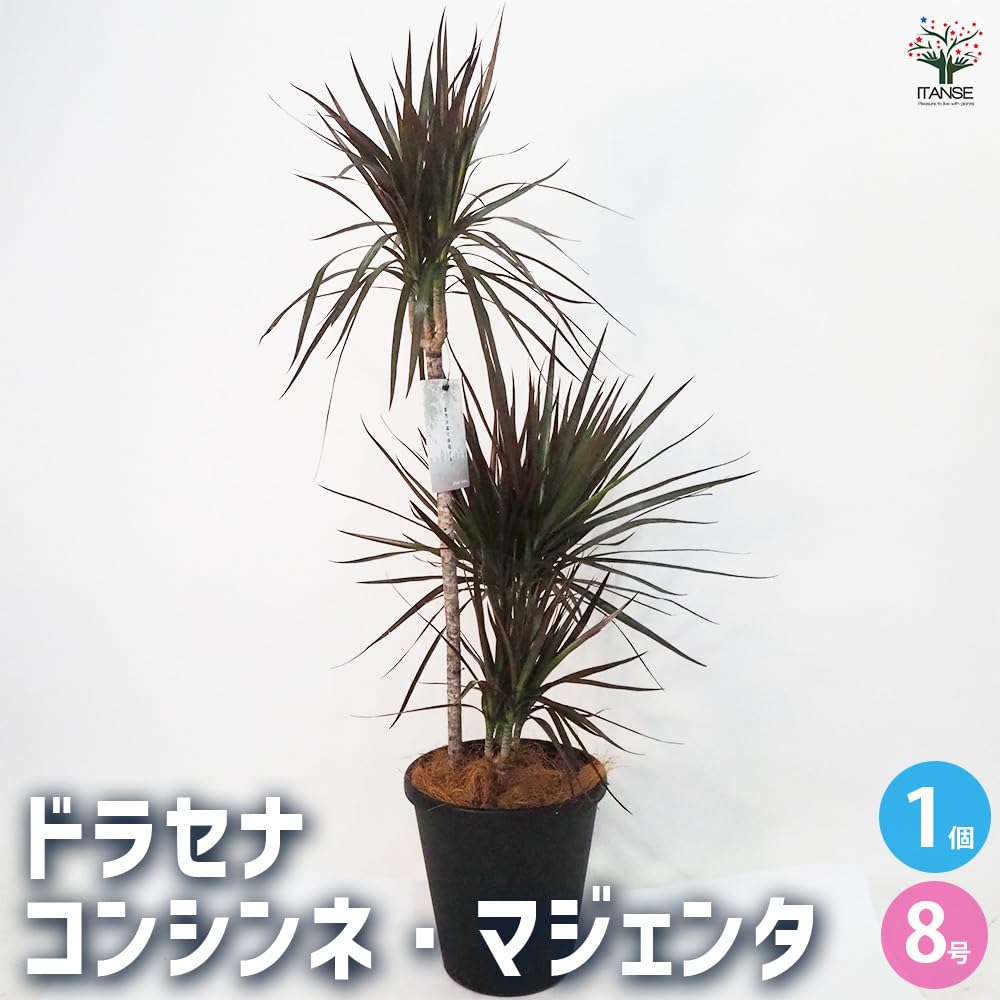 現品　ドラセナ　コンシンネ　マジェンタ　11番　観葉植物　特大　インテリア　室内 Amazon｜ドラセナ コンシンネ マジェンタ 8号 1個売り【品種で選べる