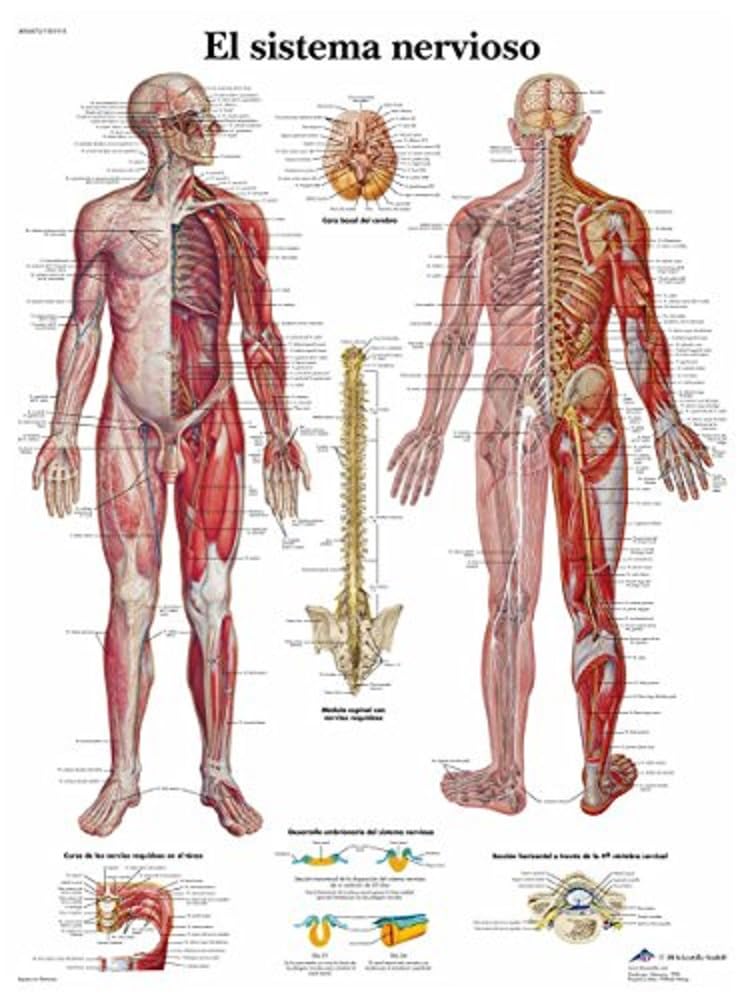 3B Scientific Human Nervous System Anatomy Chart, Spanish Paper Anatomy Poster, Detailed Central & Peripheral Nervous System Wall Chart for Medical Students, Nursing & Healthcare Education