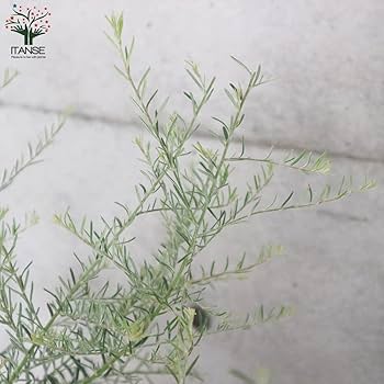 Amazon.co.jp: グレビレア・ブラックレンジ 7号鉢大苗【品種で選べる