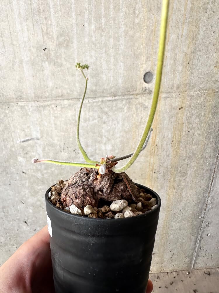 Amazon｜【現品限り】ペラルゴニウム・トリステ【J58】 Pelargonium