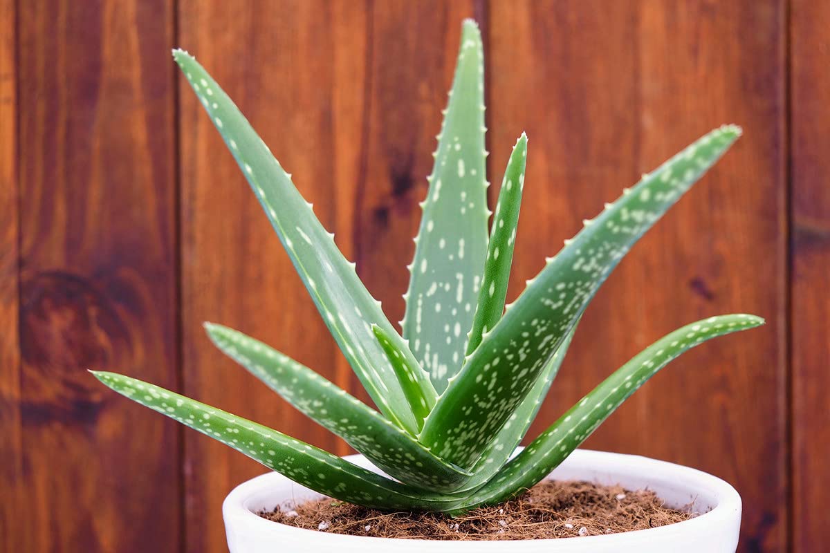 Grun | Aloe Vera Live Plant with Pot | Indoor Outdoor and Balcony Medicinal Plant (B095N73DJL) Amazon Price History, Amazon Price Tracker