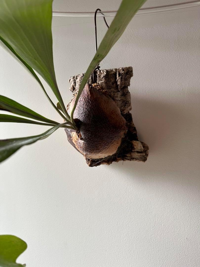 P.Hillii Raijinライジンヒリービカクシダ コウモリランコルク 美株 P