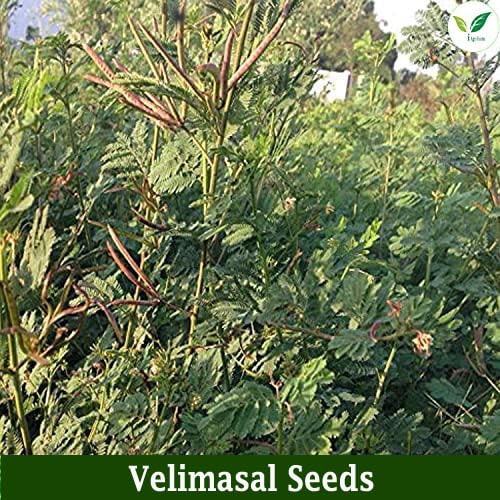 Iagrifarm H. lucerne/Velimasal Grass Fodder Seed -1 KG - Multicut for Fodder Cultivation - Image 5 thumbnail