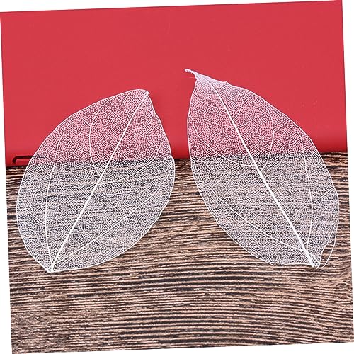 Hojas Naturales Esqueleto para Manualidades 6 piezas miniatura 7