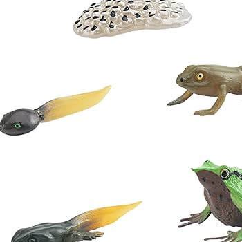 Amazon | GUOOL カエルの成長サイクル動物の成長サイクル