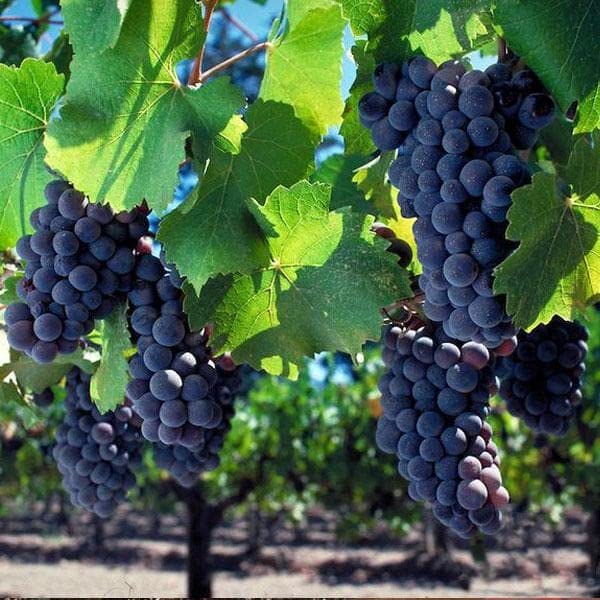 Mphmi Perennial NCR Plants Black grapes, Kala angoor (Grafted) - Plant (B0CFMYHW66) Amazon Price History, Amazon Price Tracker