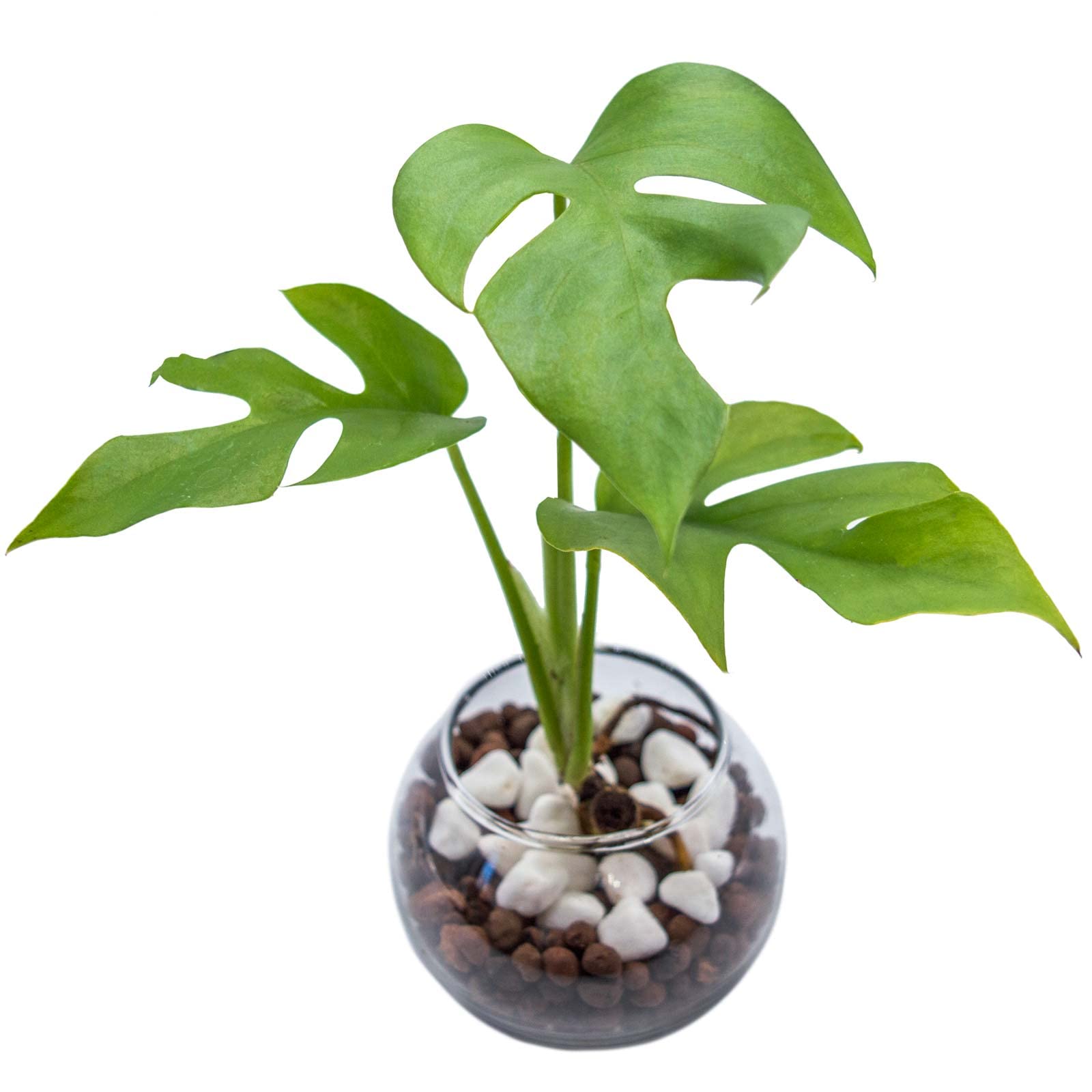 miipas モンステラ