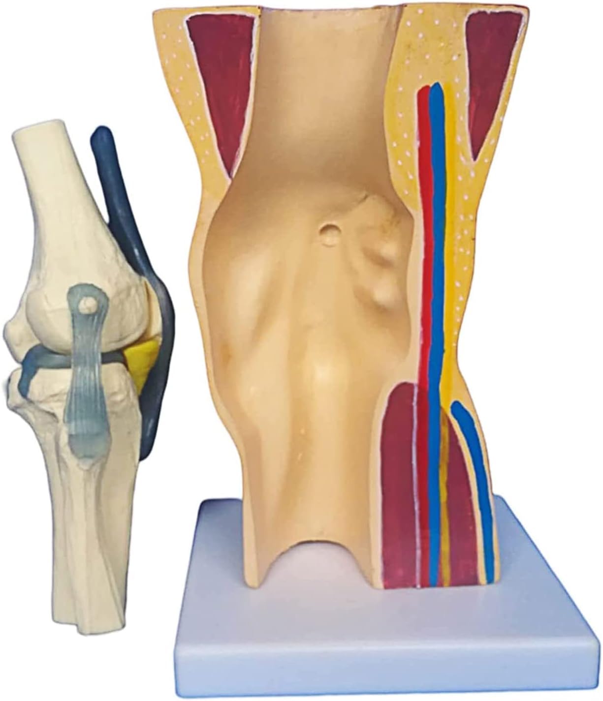 YNIYUJKL Knee Joint Model With Bendable Ligaments - Anatomical Skeletal Muscle Representation For Educational And Anatomical Study