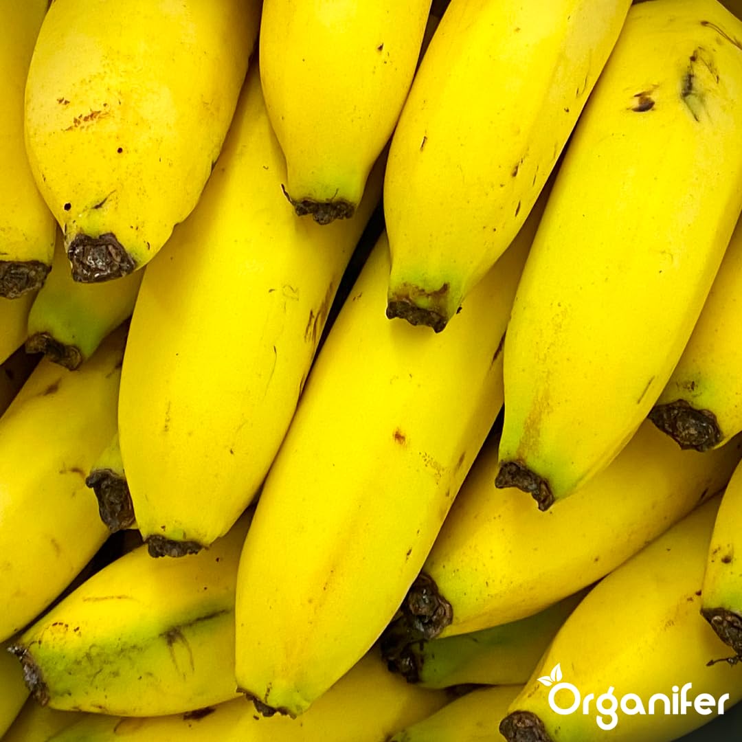 Fertilizante Líquido Para Banano - 3x1L - NPK 2-1-8 | Fertilizante Para Plantas Robustas Y Hojas Sanas - Favorece Raíces Y Vitalidad - Organifer