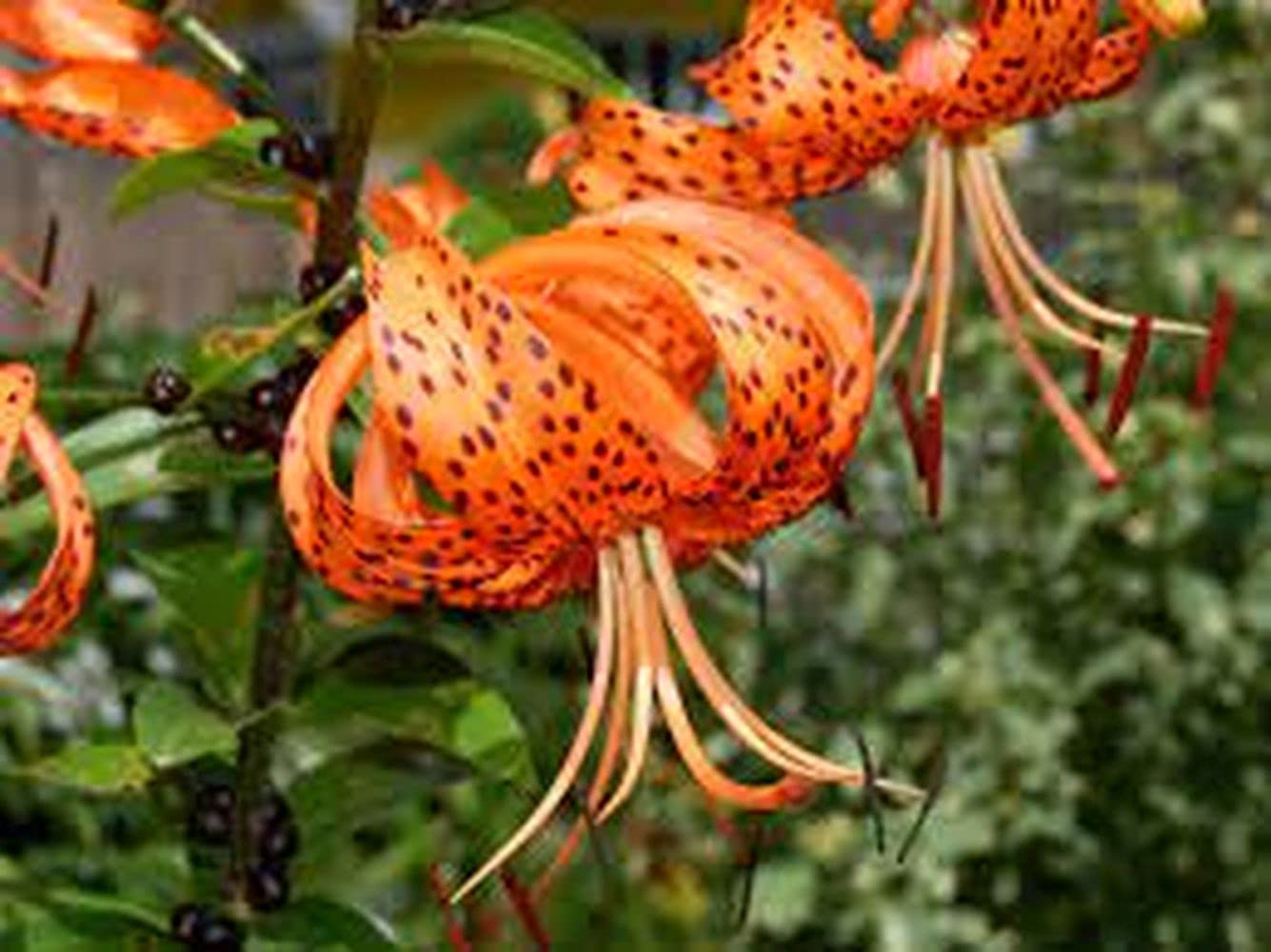 Combo Flower Bulbs Day Lily/Tiger Lily Flower Bulbs For All Season Pack Of 3 Bulbs (Orange) 100% Germination Flower Bulbs By PLANTOGALLERY-image-9