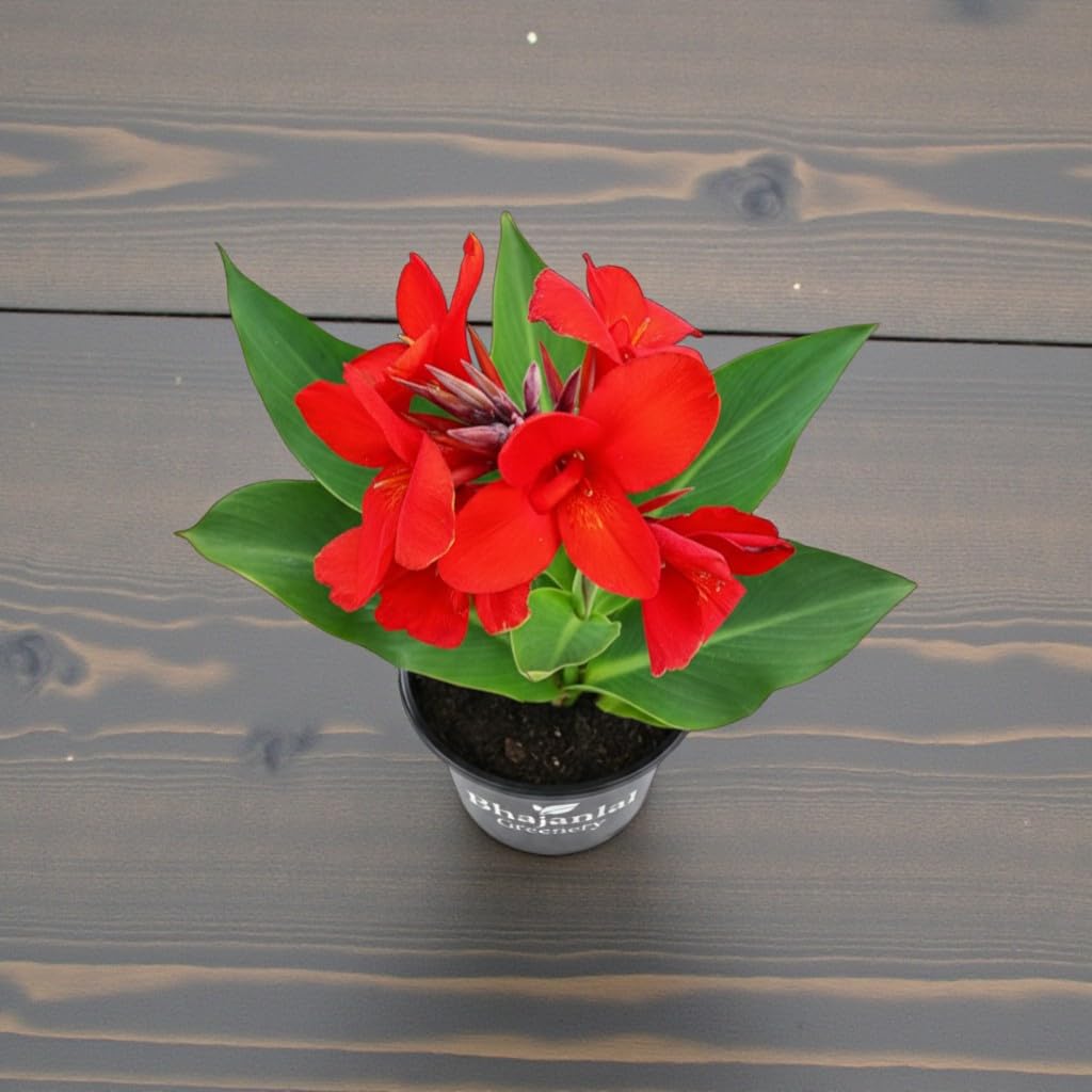 Red Canna Lily Plant - Easy Outdoor Flower -2