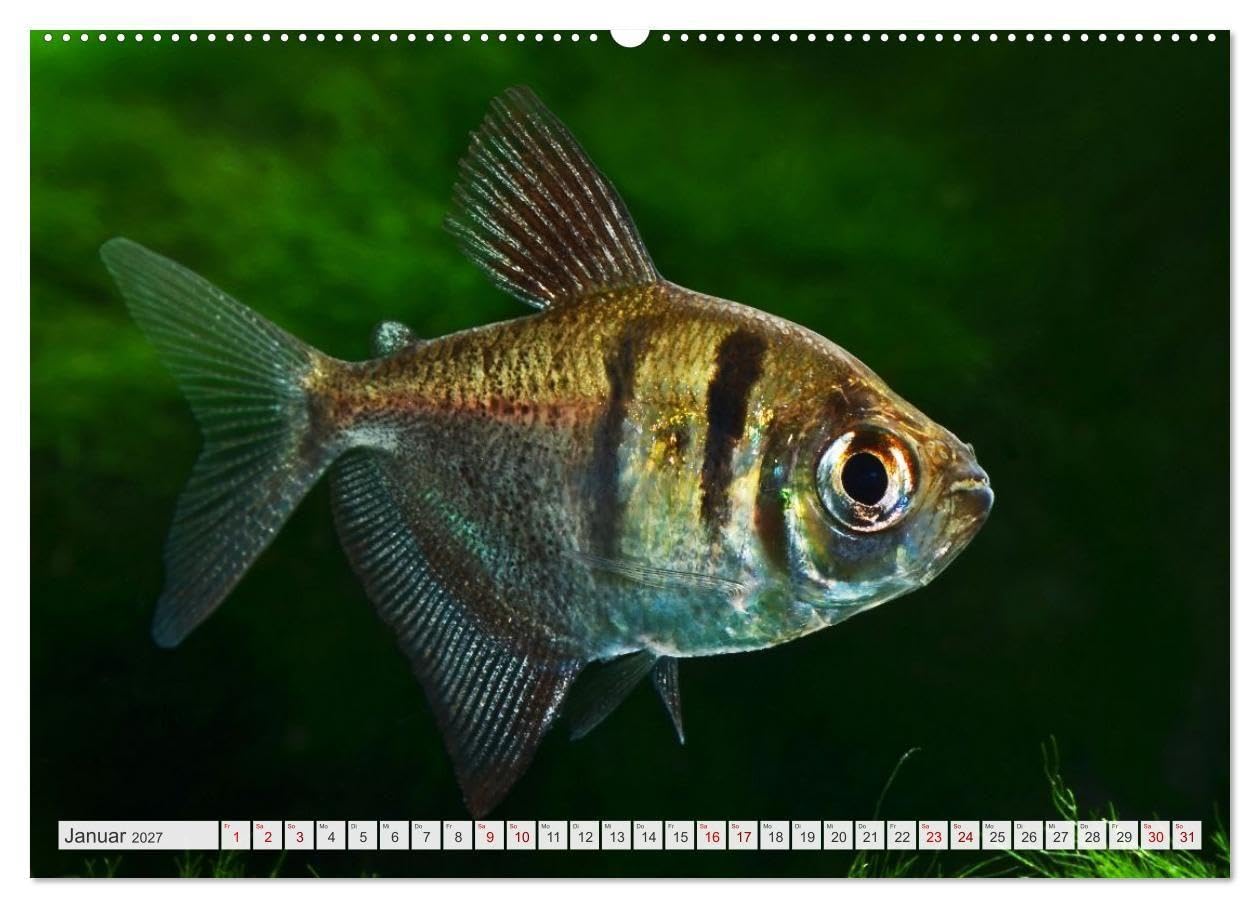 Beliebte Fische der Welt (hochwertiger Premium Wandkalender 2027 DIN A2 quer), Kunstdruck in Hochglanz: Aquaristik - Farbenprächtige Süßwasserfische (CALVENDO Hobbys)