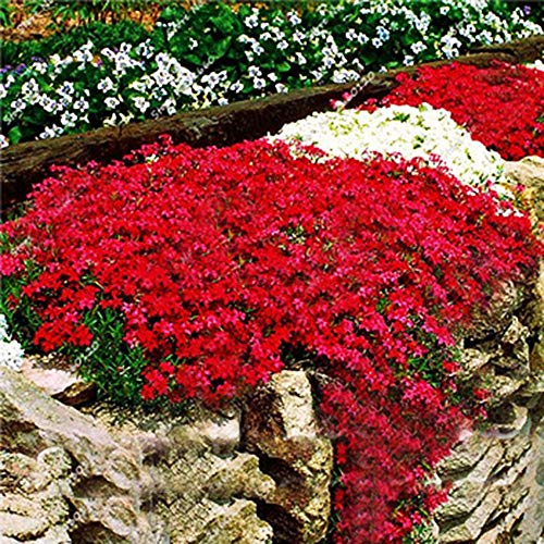 SKAISK Colorful Rock Cress Seeds Planta de Escalada para la decoración del jardín Patio con balcón 2 Paquetes (200 Unidades)