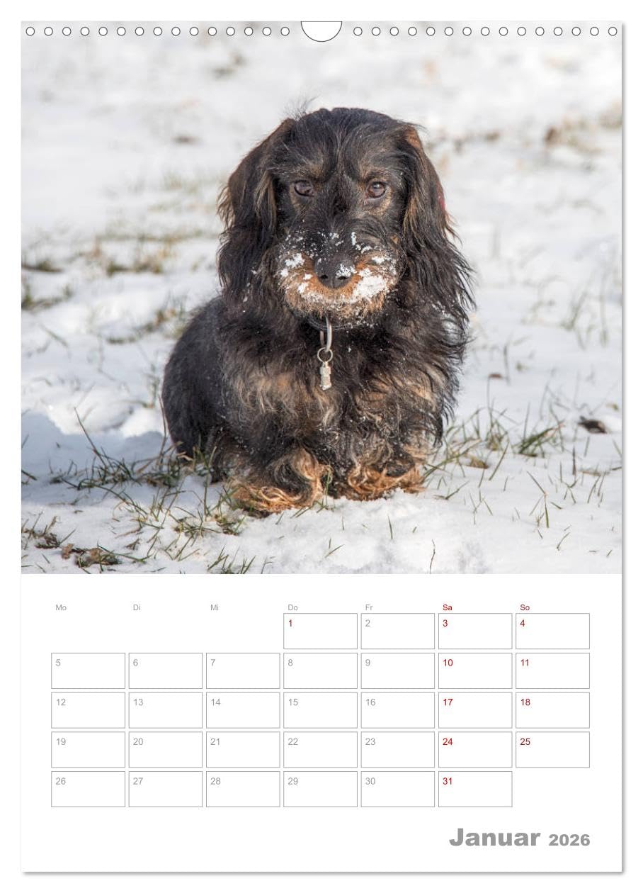 Dackelportraits (Wandkalender 2026 DIN A3 hoch), CALVENDO Monatskalender: In diesem Dackelkalender präsentieren sich Rauhaardackel von ihrer schönsten Seite. (CALVENDO Tiere)
