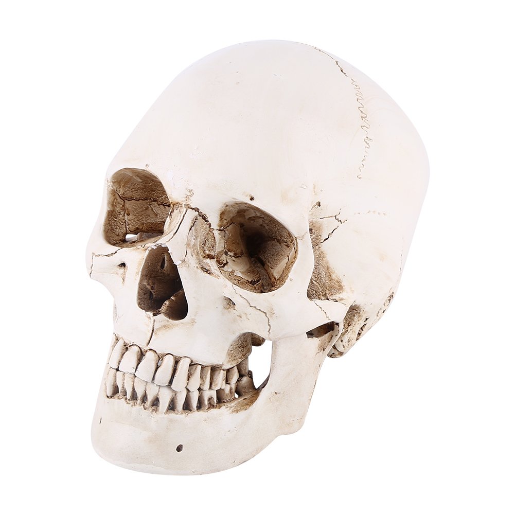 Human Skull Model Removable Medical Anatomy Model Life-Size Neuroscience Classroom Learning Display Models for Party Drawing School Theatre Variety Ornament