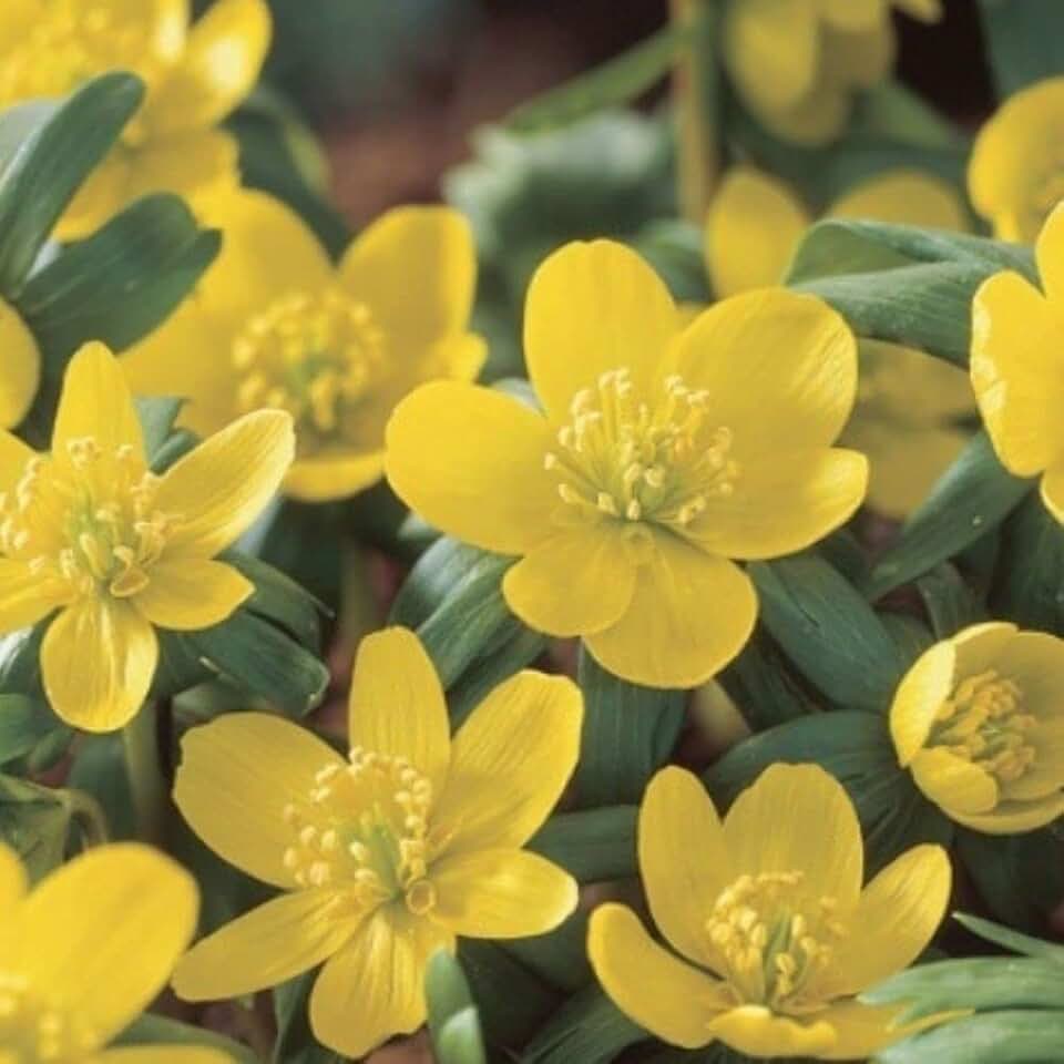 эрантис cilicica. эрантис. эрантис зимующий. лютик первоцвет. эрантис сибирский.