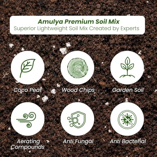 Image of Amulya Farms Indoor Plants for Home | Bamboo Palm Plant In Premium Floral Print Metal Plant Pot | Air Purifying Bamboo Plants For Home Decoration | Live Plants with Pots For Living Room