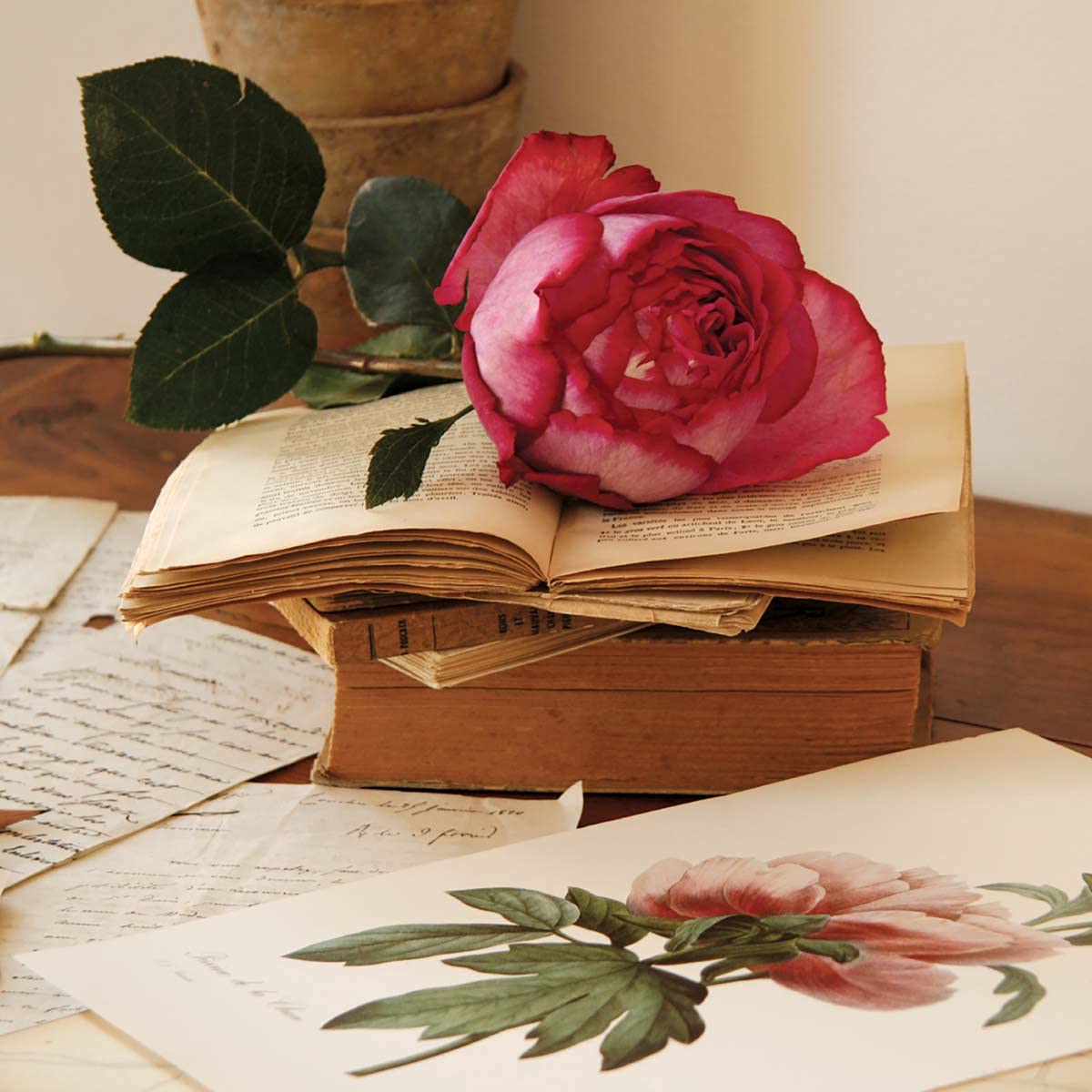 NOUVELLES IMAGES New imagesaffiche 30x30 cm pink rose on book/Auf Bücher/On Books