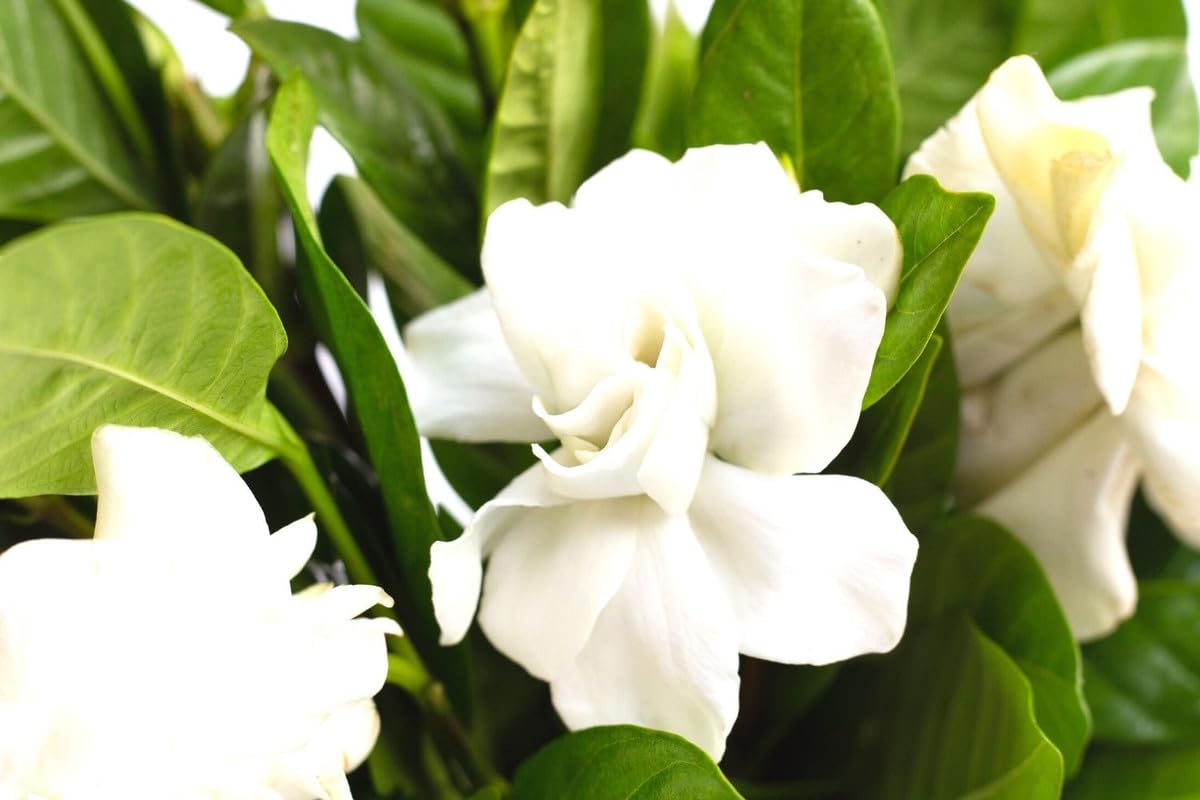 Amazon.com : Cape Jasmine Plant Live, Gardenia Plant Live