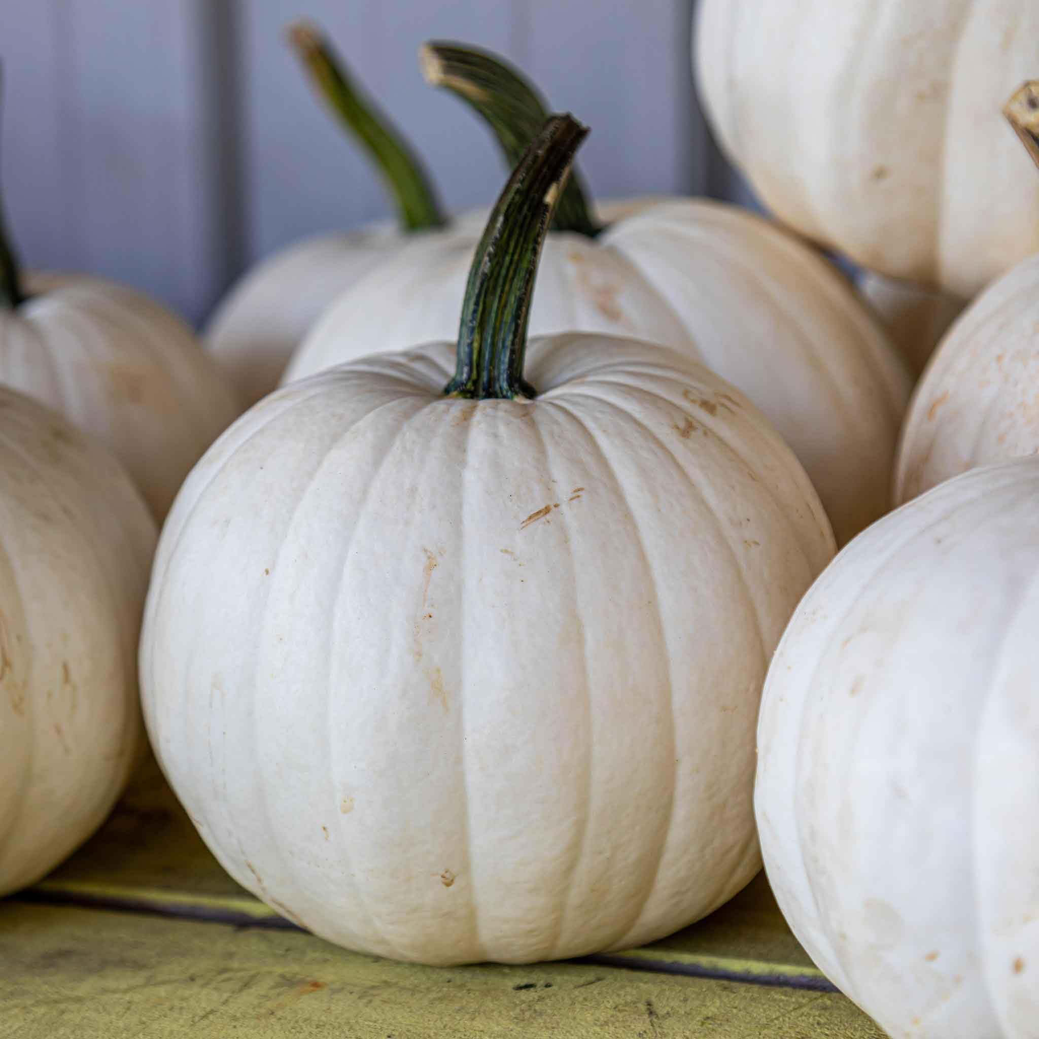 Eden Brothers Casper Pumpkin Seeds