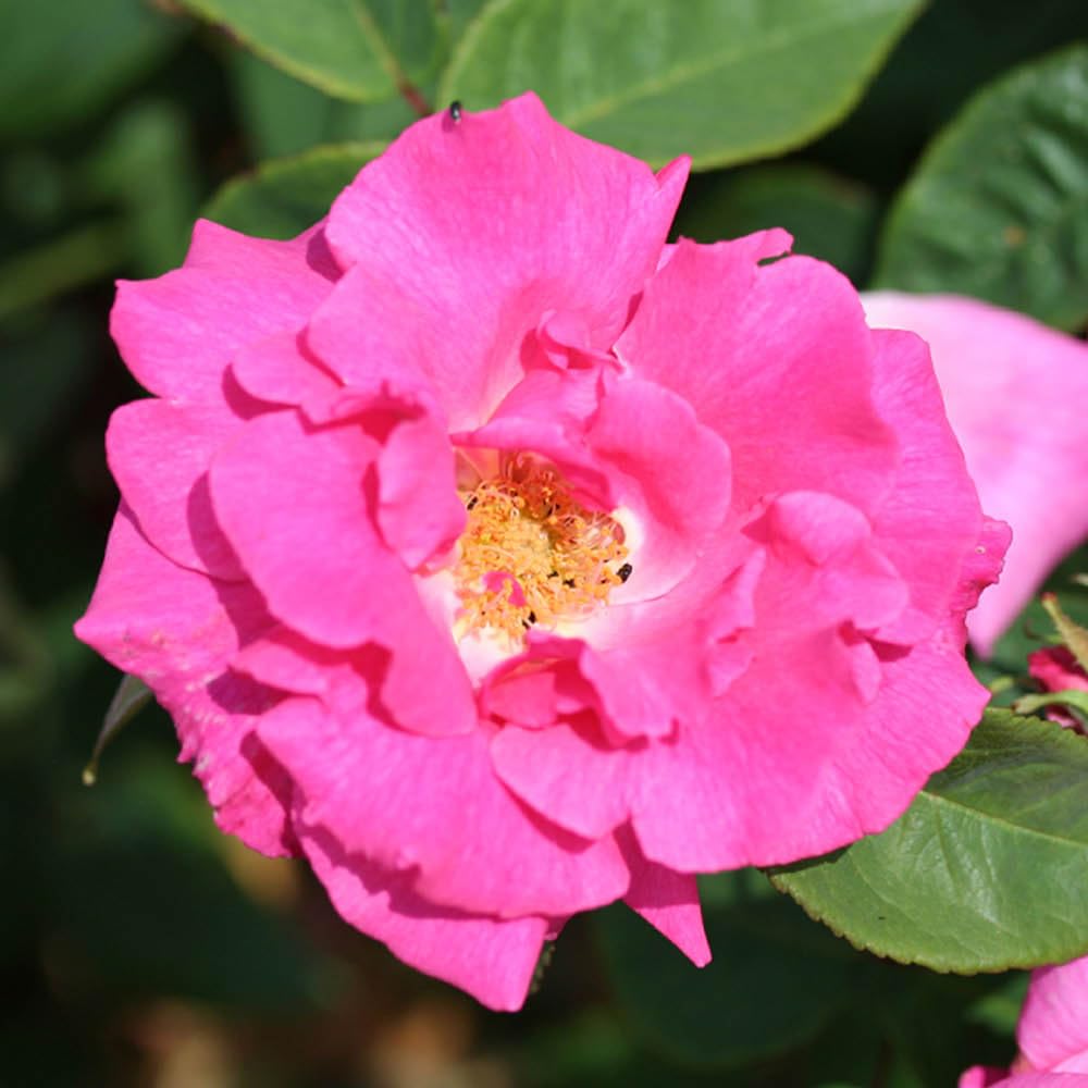 Yougarden Pink Rose 'Zephirine Drouhin', Gift Wrapped Established Plant In 4 Litre Pot, Ready To Plant Thornless Climbing Rose For Pots, Borders, Or Beds