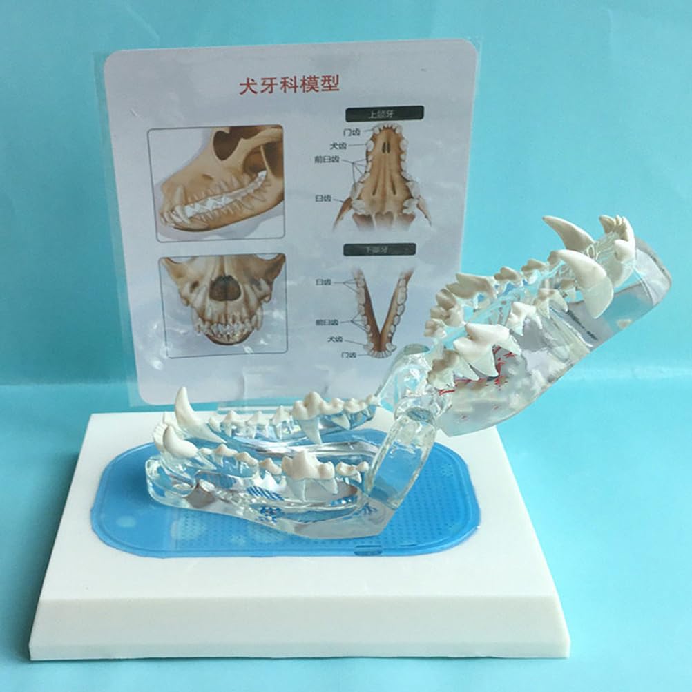 Modelo Transparente de Dientes de Perro - Modelo de Dientes de Mascota de Anatomía Animal - Proposición de Demostración Decoración de Oficina para Clínicas Veterinarias, Laboratorios Escolares