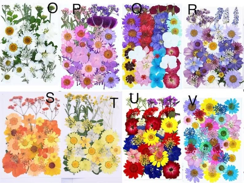 35 piezas flores secas prensadas para decoración y manualidades miniatura 2