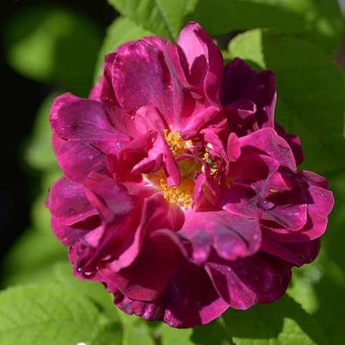 Vista 9 de Planta viva fragante de rosa trepadora, bien arraigada de 5 a 9 pulgadas de alto, sin hojas, escaladora para interiores y exteriores, rosal, té