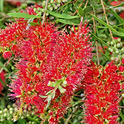 See full amazon price history chart for Creative Farmer Tree For Outdoor Decor Bottle Brush Trees Year-Around Flowering Flower Tree Seeds Seeds Kitchen Garden Seeds Pack Creative Farmer Tree For Outdoor Decor Bottle Brush Trees Year-Around Flowering Flower Tree Seeds Seeds Kitchen Garden Seeds Pack (B078R1GF6J) Amazon Price History, Amazon Price Tracker