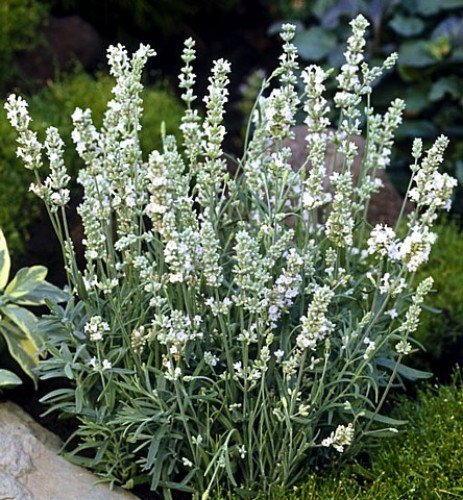 Ellagance/Elegance Ice Lavender 20 Seeds - White...
