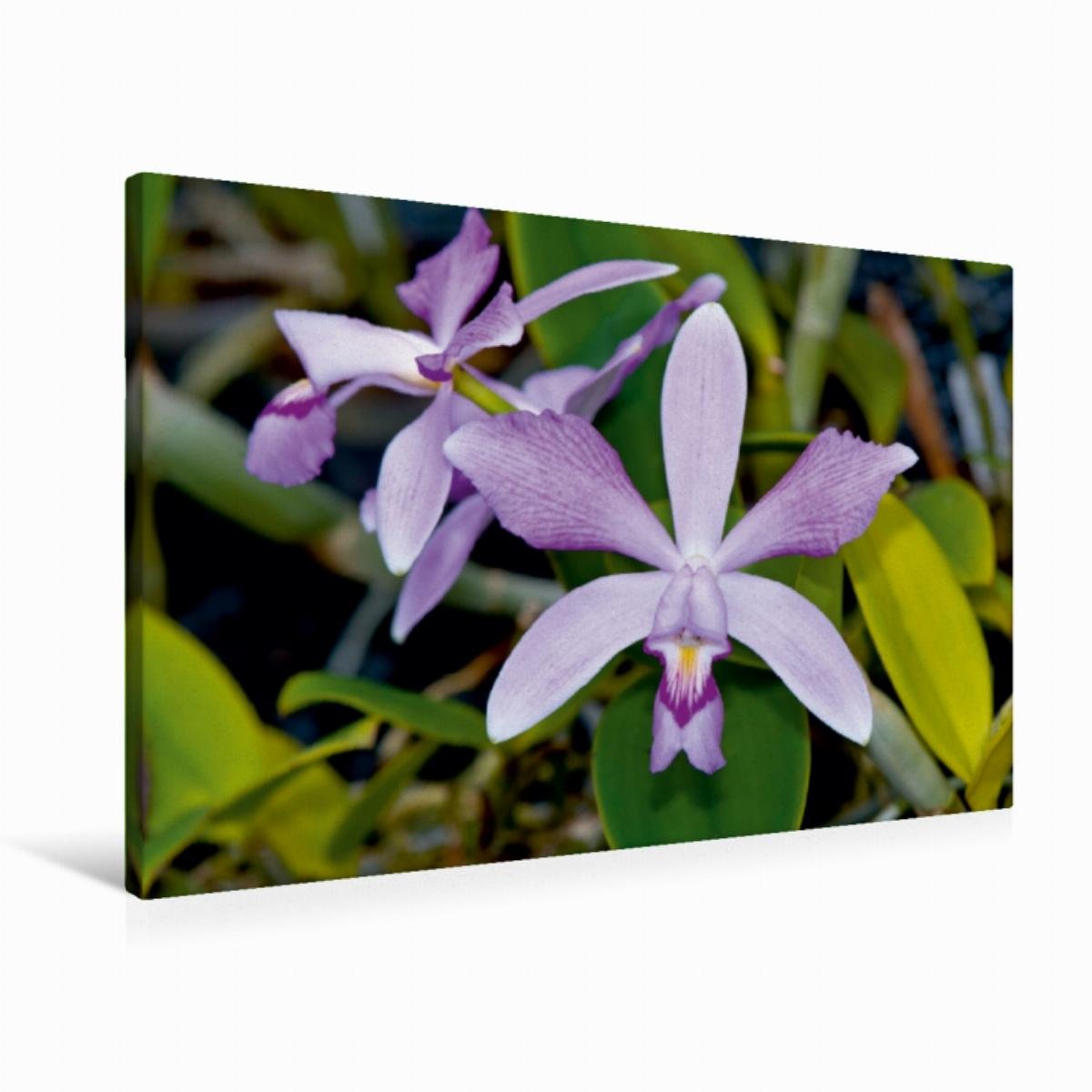 Premium Textil-Leinwand 90 x 60 cm Quer-Format Cattleya violacea rosea anelata | Wandbild, HD-Bild auf Keilrahmen, Fertigbild auf hochwertigem Vlies, Leinwanddruck von Eerika Schulz