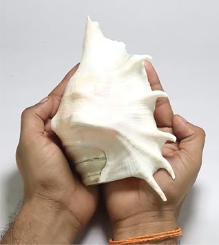 ASHIRWAD Panchmukhi Shankh, Kamdhenu Gaumukhi Shankh for Good Health, removes Negative Energy 5.0 White