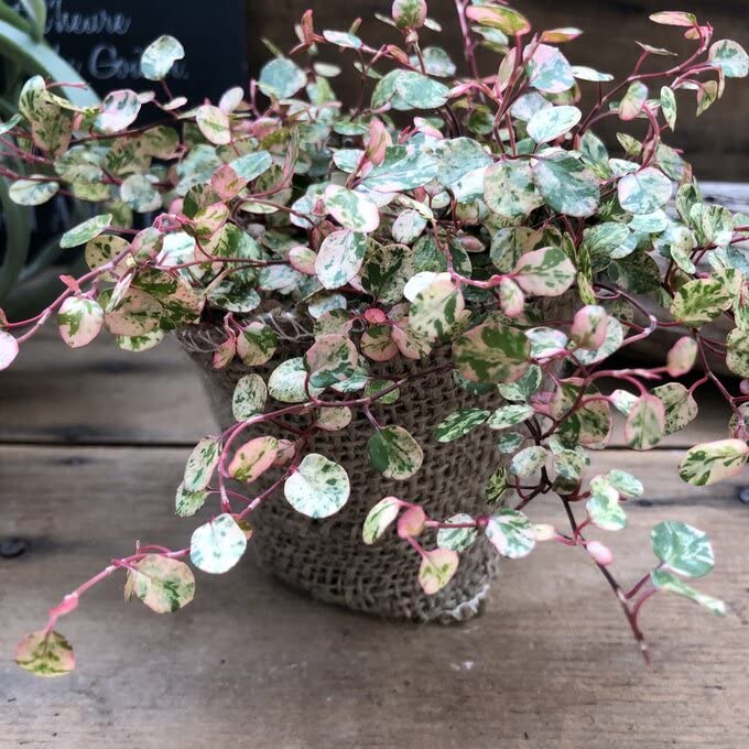 Amazon.co.jp: スポットライト ピンクの斑入り ワイヤープランツ 這う