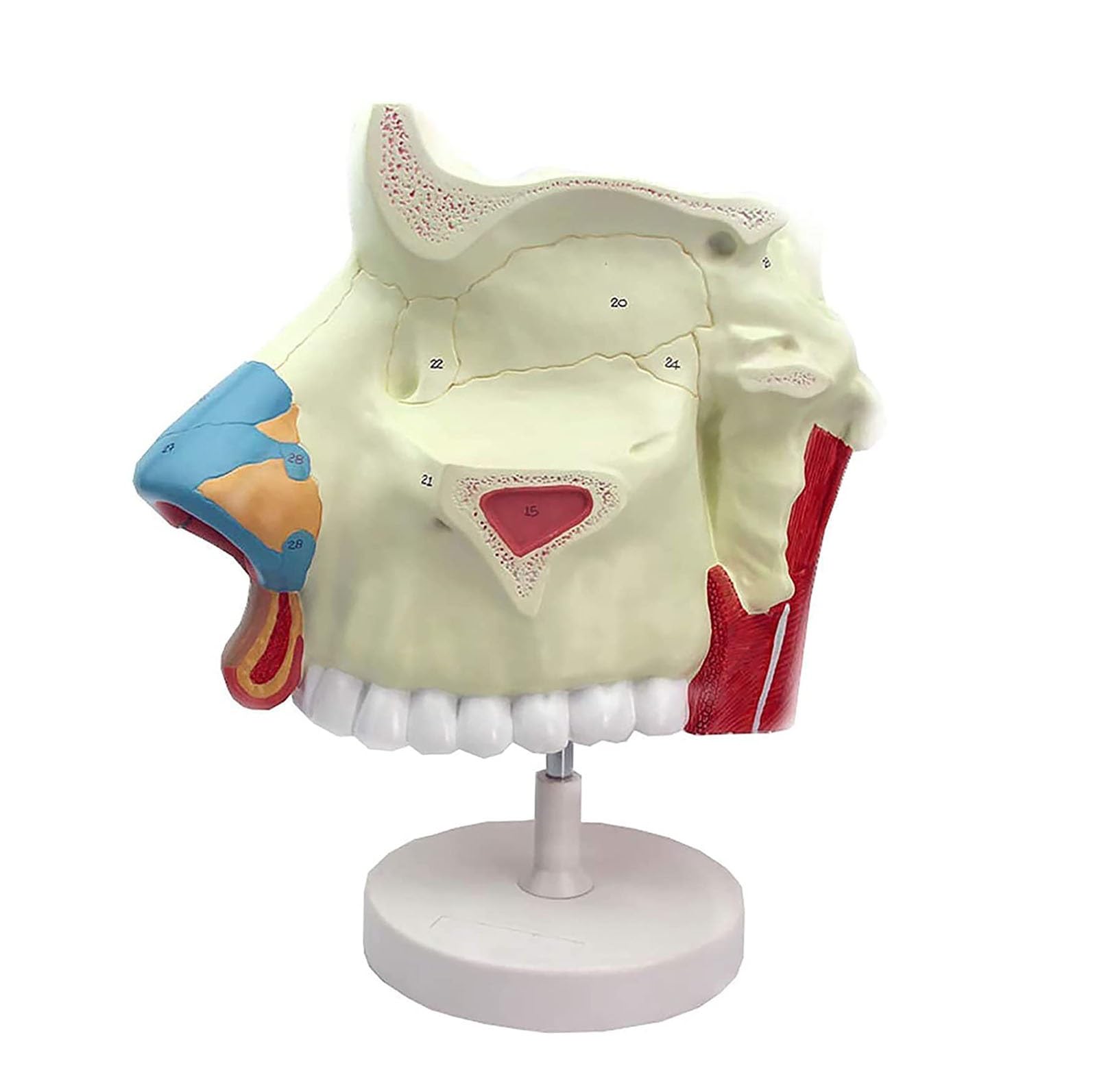 Modelo de anatomía de la cavidad nasal humana for uso educativo en el ámbito sanitario: material de formación detallado sobre endoscopio respiratorio en otorrinolaringología