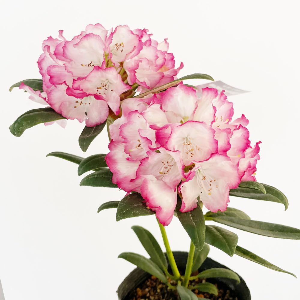 Amazon.co.jp: 西洋シャクナゲ(石楠花) 4.5号鉢 品種：ぼんぼり【品種