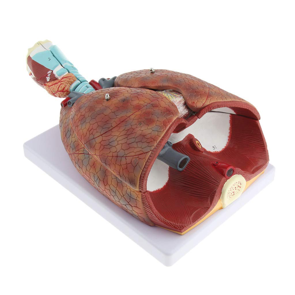 Buy Anatomy Model Heart Brain Skeleton Medical Anatomical Life-Size ...