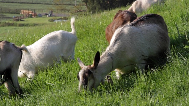 【欄♡欄さん専用】MT. CAPRA ヤギ全乳 / 粉ミルク4本セット iHerb（アイハーブ）】粉ミルクで楽ちん！ 牛乳よりも栄養豊富な