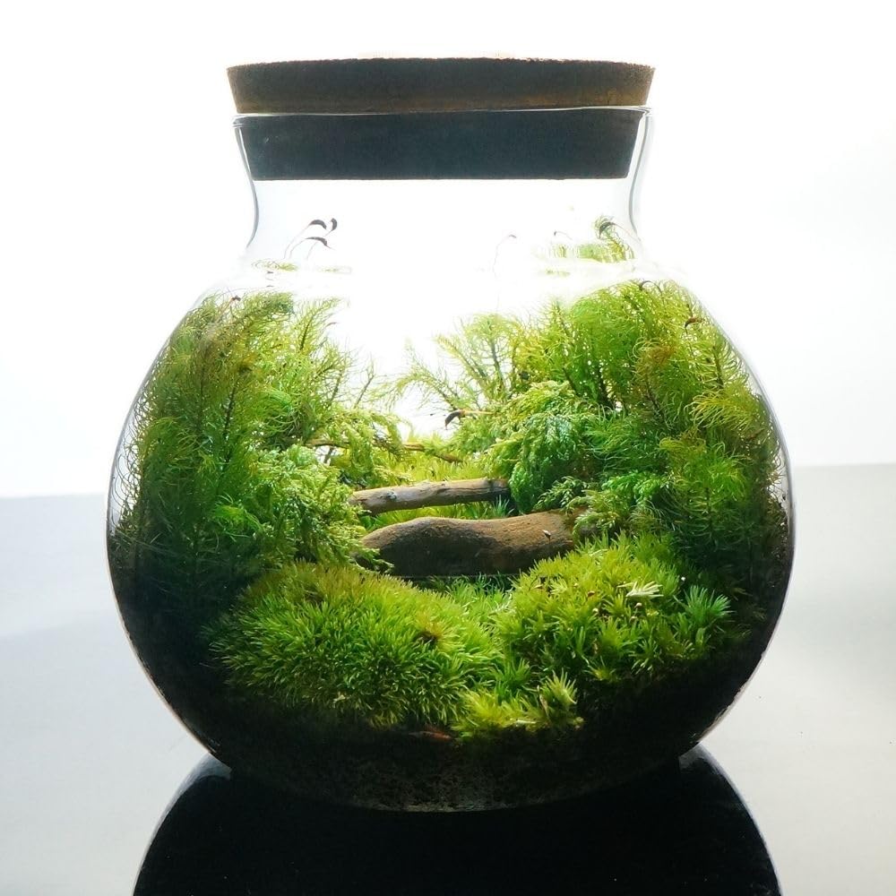 生苔　木製フレーム LED苔テラリウム Amazon.co.jp: 【苔庵介る】 【LEDで光る】苔テラリウム 完成品 10cm