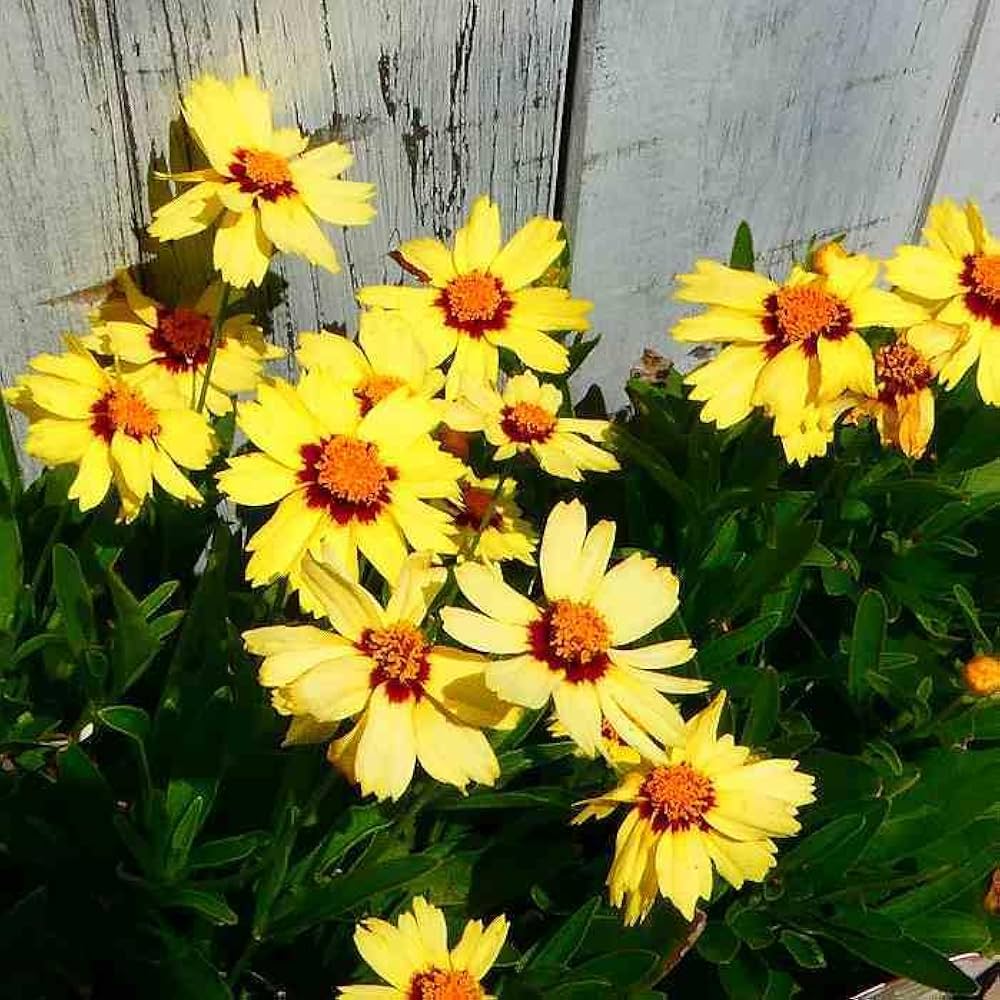 Amazon | コレオプシス 苗 アップテック イエローアンドレッド 5