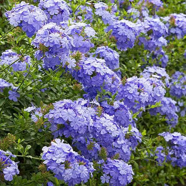 Mphmi NCR Perennial Live Plants Plumbago (Blue) - Plant (B0CFG2KN6X) Amazon Price History, Amazon Price Tracker
