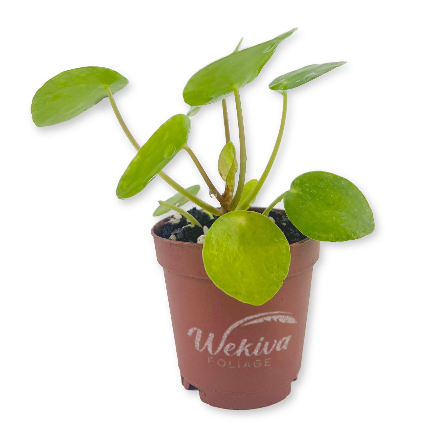 Amazon.com : Chinese Money Plant - 1 Live Starter Plant - Pilea  Peperomioides - Compact Rounded Coin Leaf Easy Care Sculptural Houseplant :  Patio, Lawn & Garden